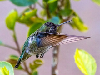 Anna's Hummingbird
Henderson, Nevada
