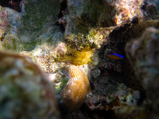 Beautiful sea inhabitants in the coral reef of the Red Sea