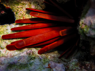 Beautiful sea inhabitants in the coral reef of the Red Sea