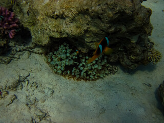 Beautiful sea inhabitants in the coral reef of the Red Sea