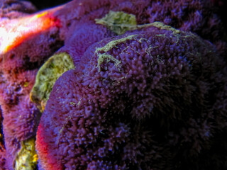 Beautiful sea inhabitants in the coral reef of the Red Sea