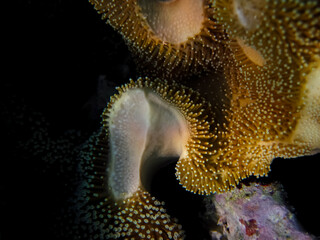Beautiful sea inhabitants in the coral reef of the Red Sea