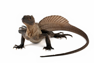 The Indonesian Giant Sailfin Dragon (Hydrosaurus microlophus) is a species of agamid native to south Sulawesi Indonesia. It is the heaviest and longest species of sailfin lizard.