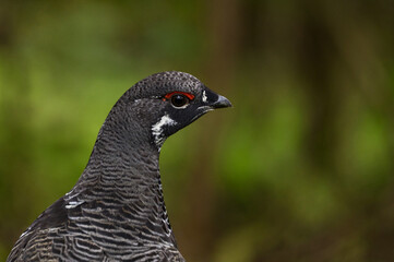 Portrait de tétras