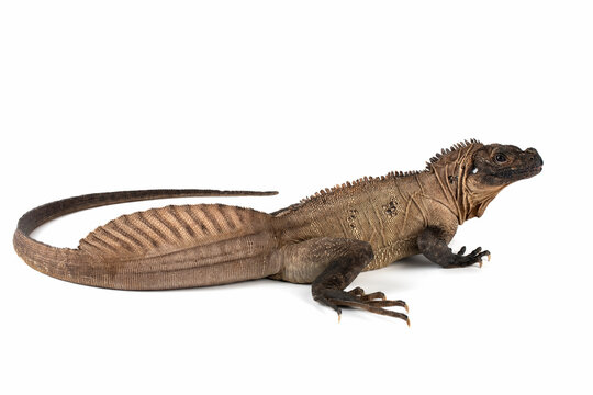 The Indonesian Giant Sailfin Dragon (Hydrosaurus microlophus) is a species of agamid native to south Sulawesi Indonesia. It is the heaviest and longest species of sailfin lizard.