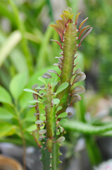 Euphorbia or Euphorbia mayurnathanii ,Euphorbia lactea or Euphorbia lacei Craib