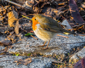 Sunlit cute robin on stones standing on the ground