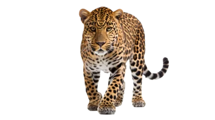 Papier Peint photo Autocollant Léopard A majestic african leopard prowls through the darkness, its powerful presence and sleek fur embodying the untamed beauty of the wild