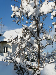 Wintertime, after a heavy snowstorm blue sky again: urban landscape with tree covered by white snow in foreground