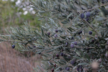 Macro shot of olive trees in garden of village house where organic farming is done. green gray thin long leaves. Delicious green black olives grown on tree branches. Olea europaea from family Oleaceae