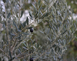 Macro shot of olive trees in garden of village house where organic farming is done. green gray thin long leaves. Delicious green black olives grown on tree branches. Olea europaea from family Oleaceae