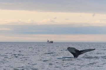 Fototapeta premium Whale diving in the icelandic sea near Húsavík with a boat on background