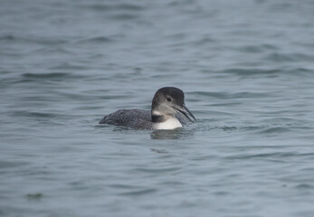 Common Loon