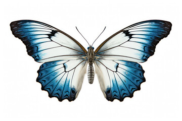Vibrant Beauty: Close-Up of Colorful Butterfly Wings on a White Background