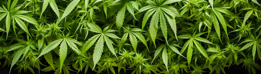 Raw flower plant herbal medicnie canabis leaves green marijuana banner background