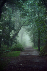 Obraz premium path in the forest