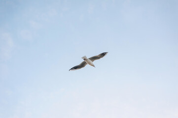 Beautiful white seagull, bird flies in the sky with clouds over the sea, ocean. Animal photography.