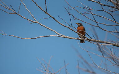 American Robin