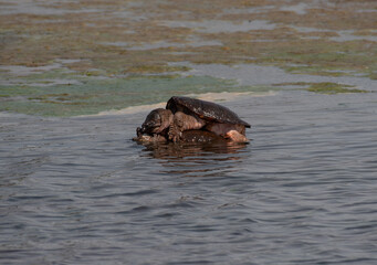 Fototapeta premium Snapping Turtle Mating