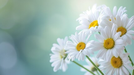 Obraz premium A lot of Daisies with copy space, Associated with innocence and true love.
