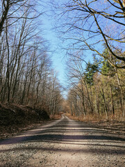 Forest in the Harz Mountains, Germany