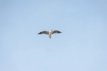Beautiful lonely white seagull, bird flying high soaring in the sky with clouds over the sea, ocean in nature. Animal photography, landscape.