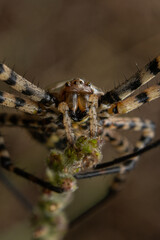 tiger spider on a plant