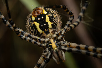 tiger spider on a spider web