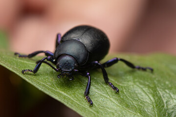 beetle on a leaf