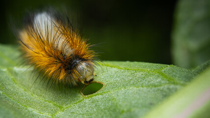 caterpillar on a leaf