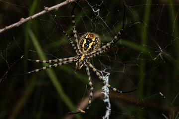 tiger spider on a spider web