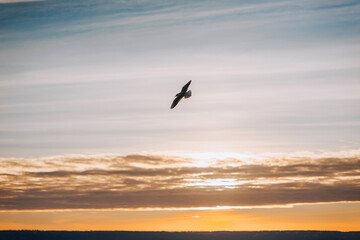 Beautiful seagull, wild bird flies high soaring in the sky with clouds over the sea, ocean at sunset. Photograph of an animal, evening landscape, beauty of nature, silhouette.