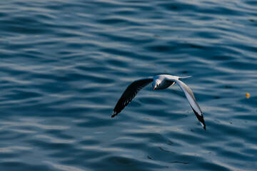 Fototapeta na wymiar A seagull flies over the blue ocean. Seagull in flight. Flight Over Waves.