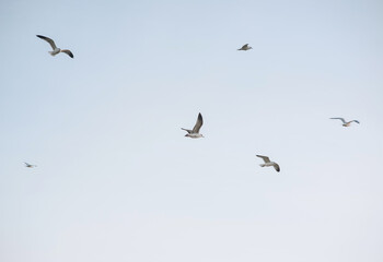 Beautiful white seagulls, a flock of birds fly high soaring in the sky with clouds over the sea, ocean in nature. Animal photography, landscape.