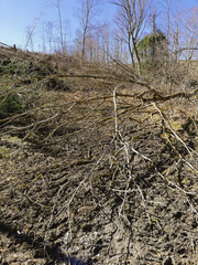 Fallen Trees after storm in the Harz Mountains, Germany