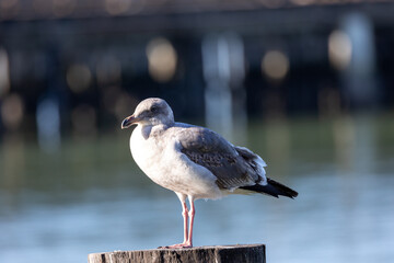 Seagull perched on a wooden post