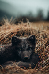 Zorro ártico de Islandia