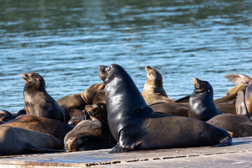 California sea lions lounging in the sun off Fisherman's Wharf in San Francisco