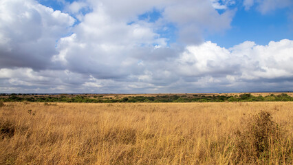 Nairobi national park