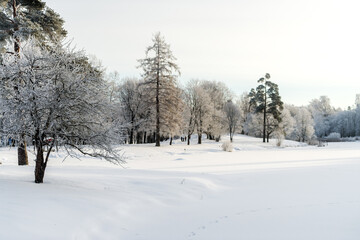 Winter park on a sunny day. Beautiful winter landscape.