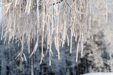 Snow on tree branches in a winter park. Frosty weather.