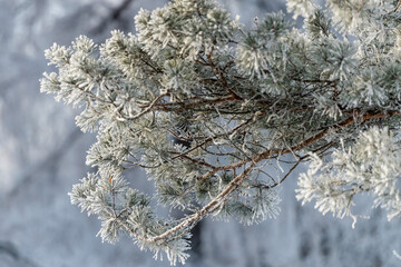 Trees covered in snow in frosty weather on a sunny day close-up.