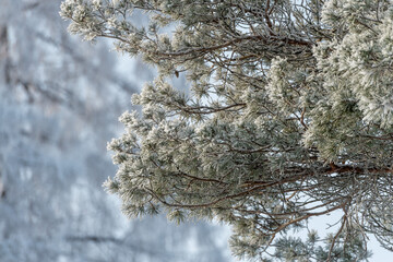 Trees covered in snow in frosty weather on a sunny day close-up.
