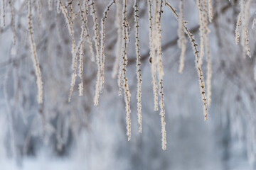 Trees covered in snow in frosty weather on a sunny day close-up.