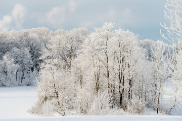 Sunny winter day in the park and trees in the snow.