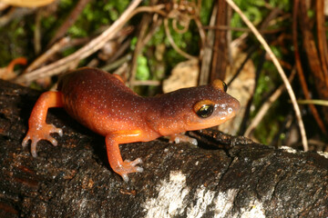 Ensatina salamander (Ensatina eschscholtzii) on an old damp log in Napa County, California. 