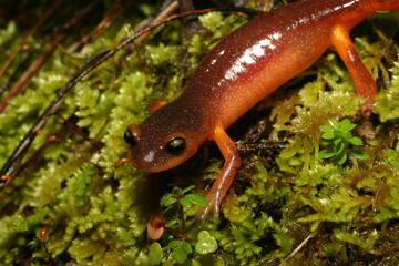 Close up of an Ensatina salamander (Ensatina eschscholtzii) crawling on a bed of damp green moss. Napa County, California. 