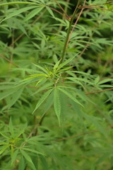 Emerald Essence: Macro Glimpse of Cannabis Canopy