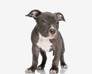 adorable american bully dog looking to side and standing