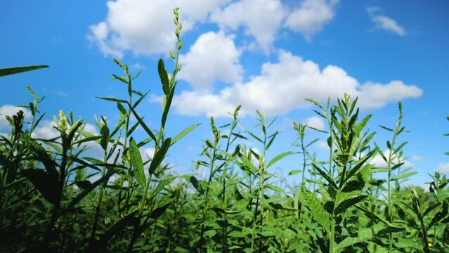 Sunn Hemp green plants (crotalaria juncea) swaying in the breeze with blue sky background